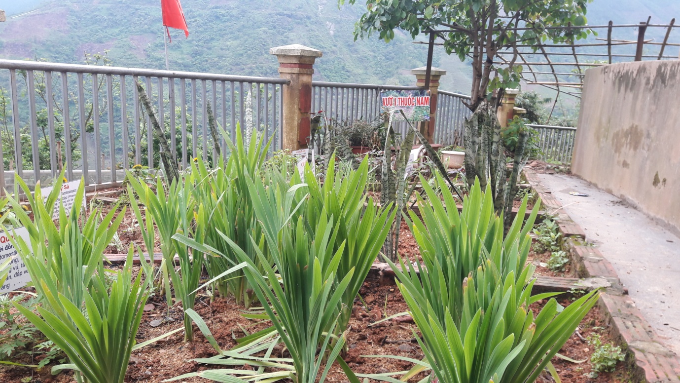 D:\ANH MOI HON\ANH GUI PGD\VUON THUOC NAM.jpg